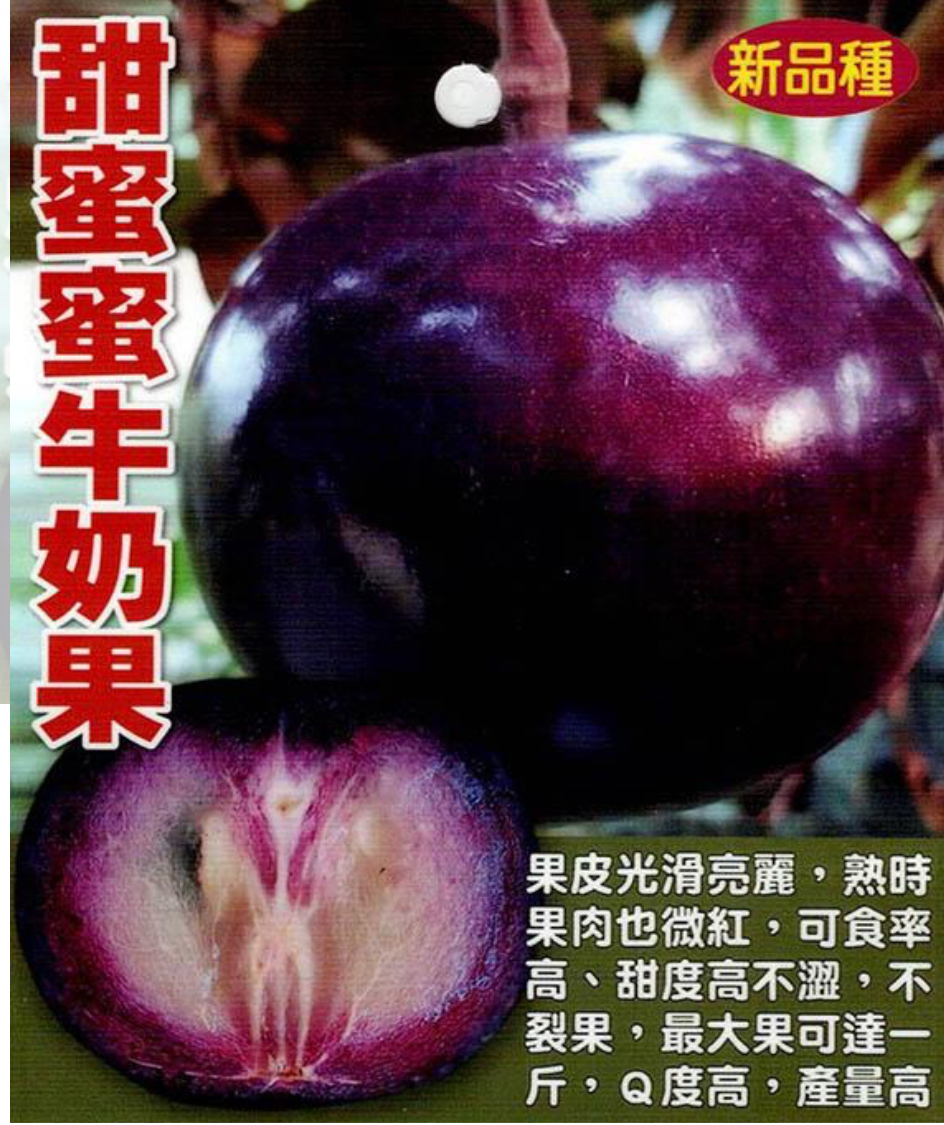 Tenmimi  tugikinae