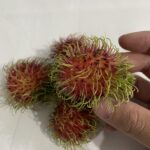 ランブータン接木苗 品種ロンリエン | 【上田熱帯果樹研究所