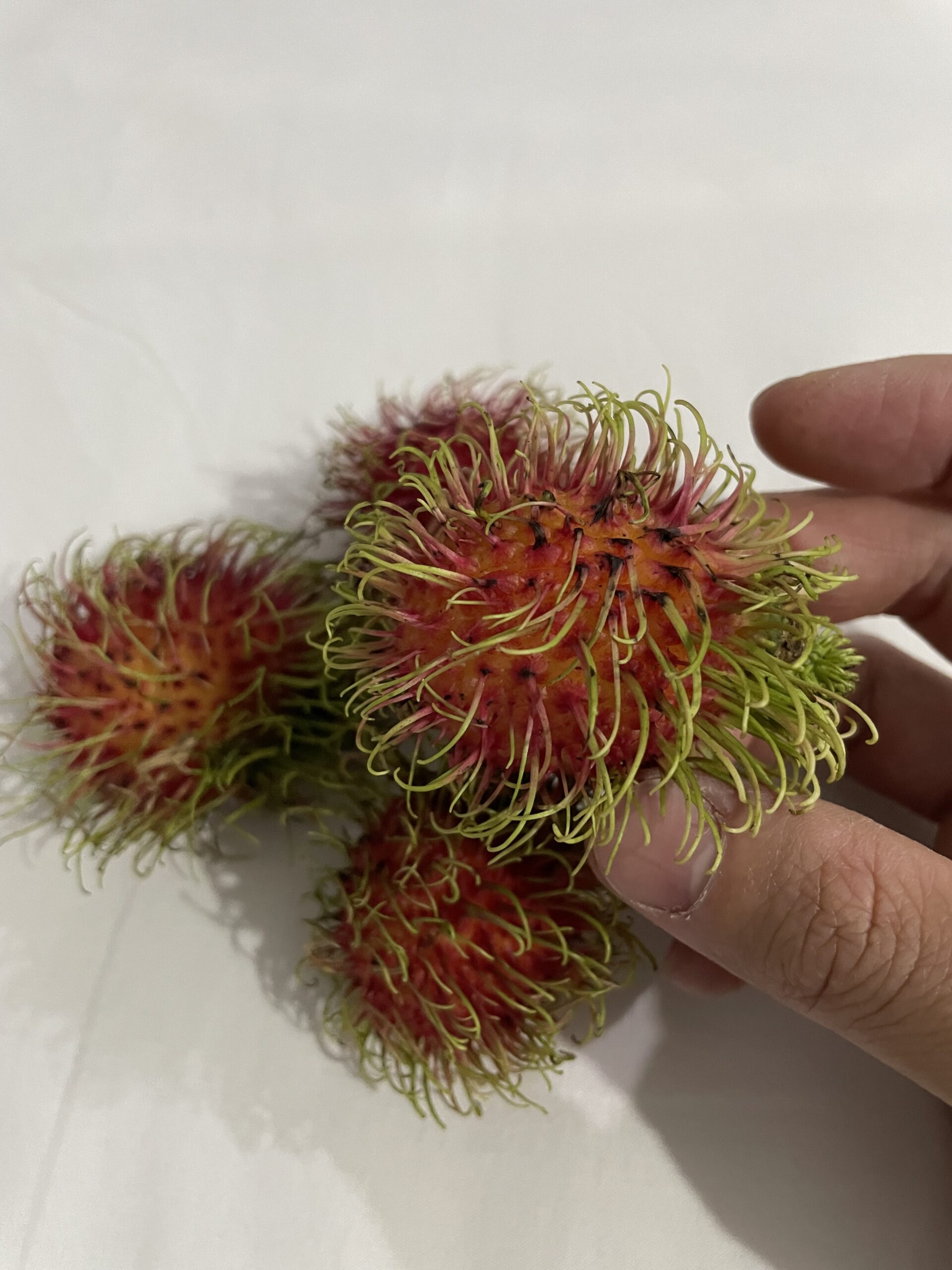 Rambutan rongrien