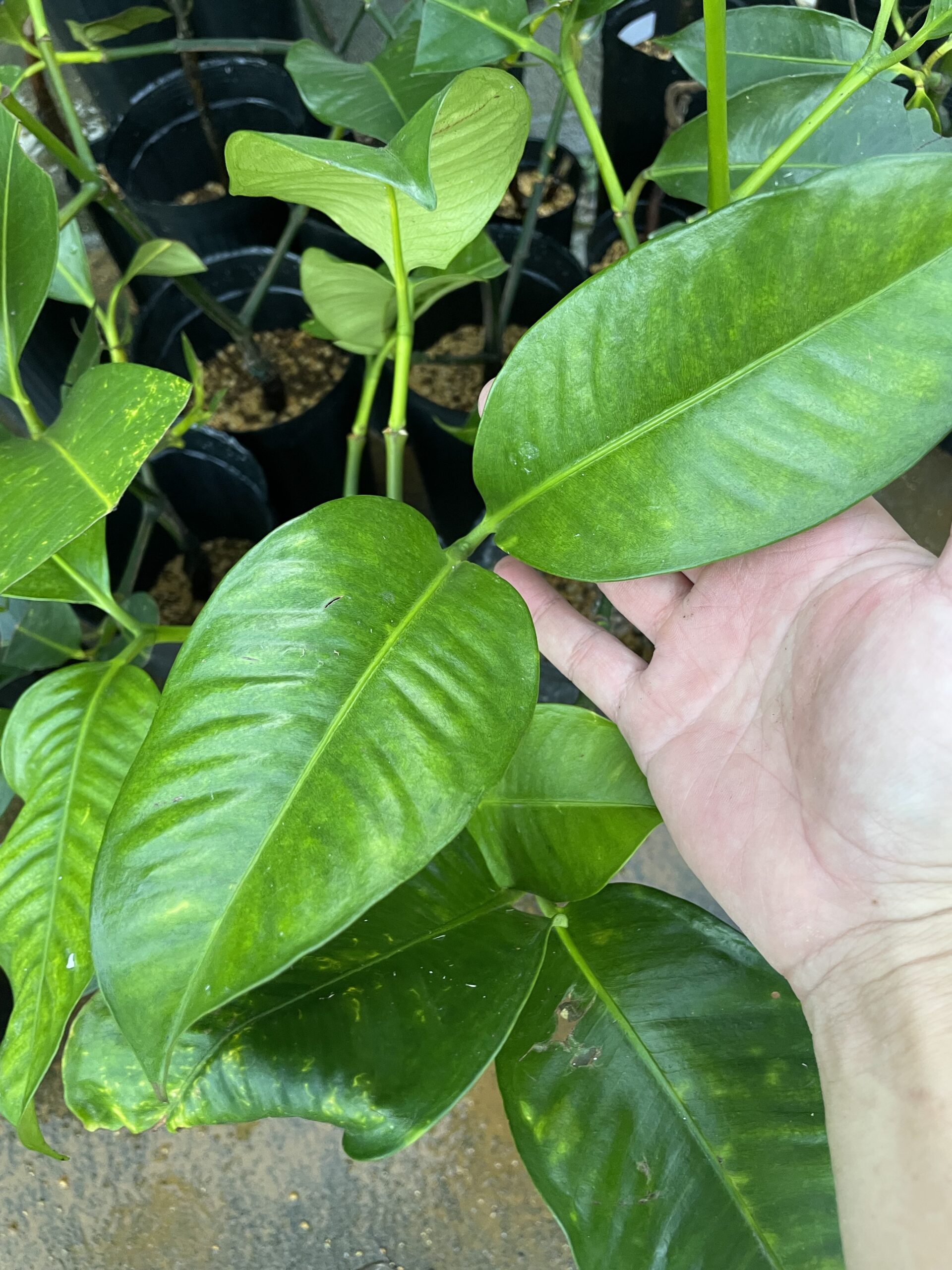 Mangosteen tsugiki