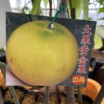 21両アビウ 接木苗 | 【上田熱帯果樹研究所】オンラインショップ