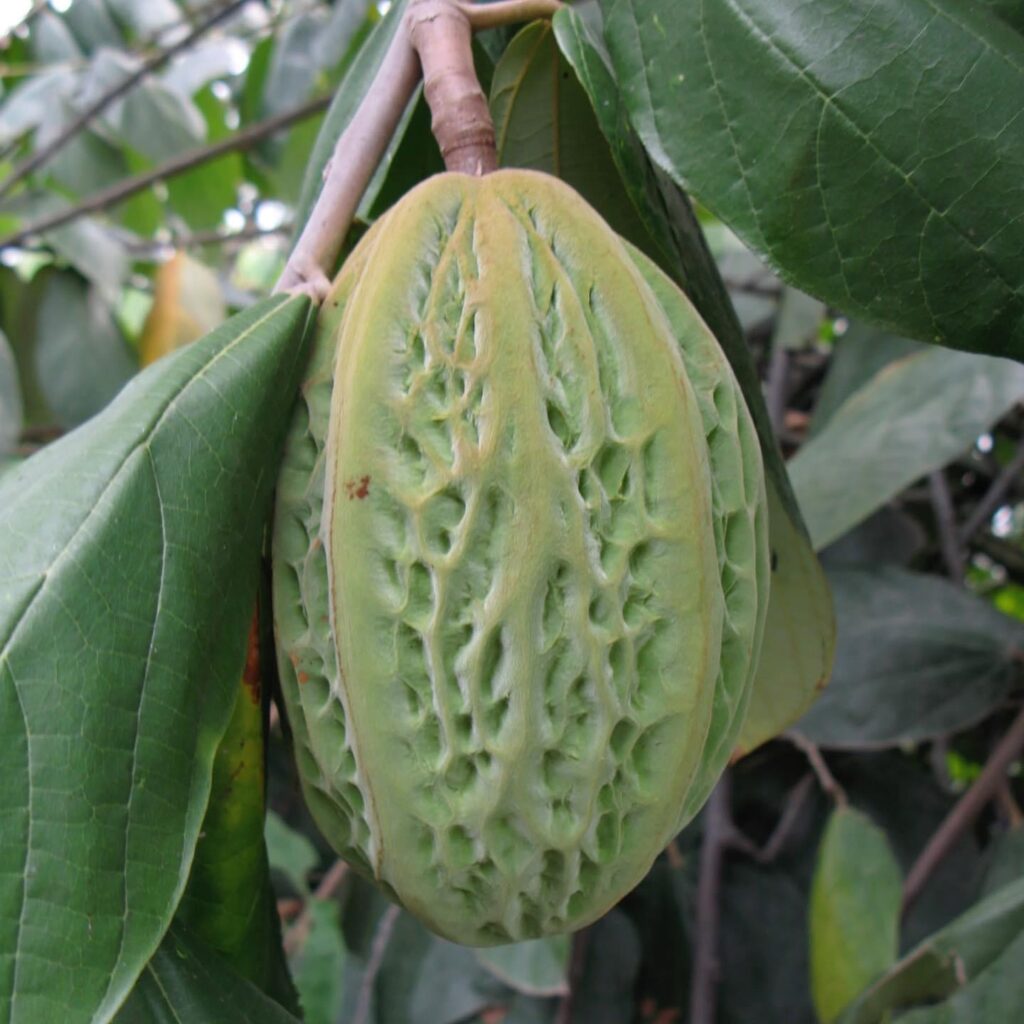 Mocambo tsugikinae