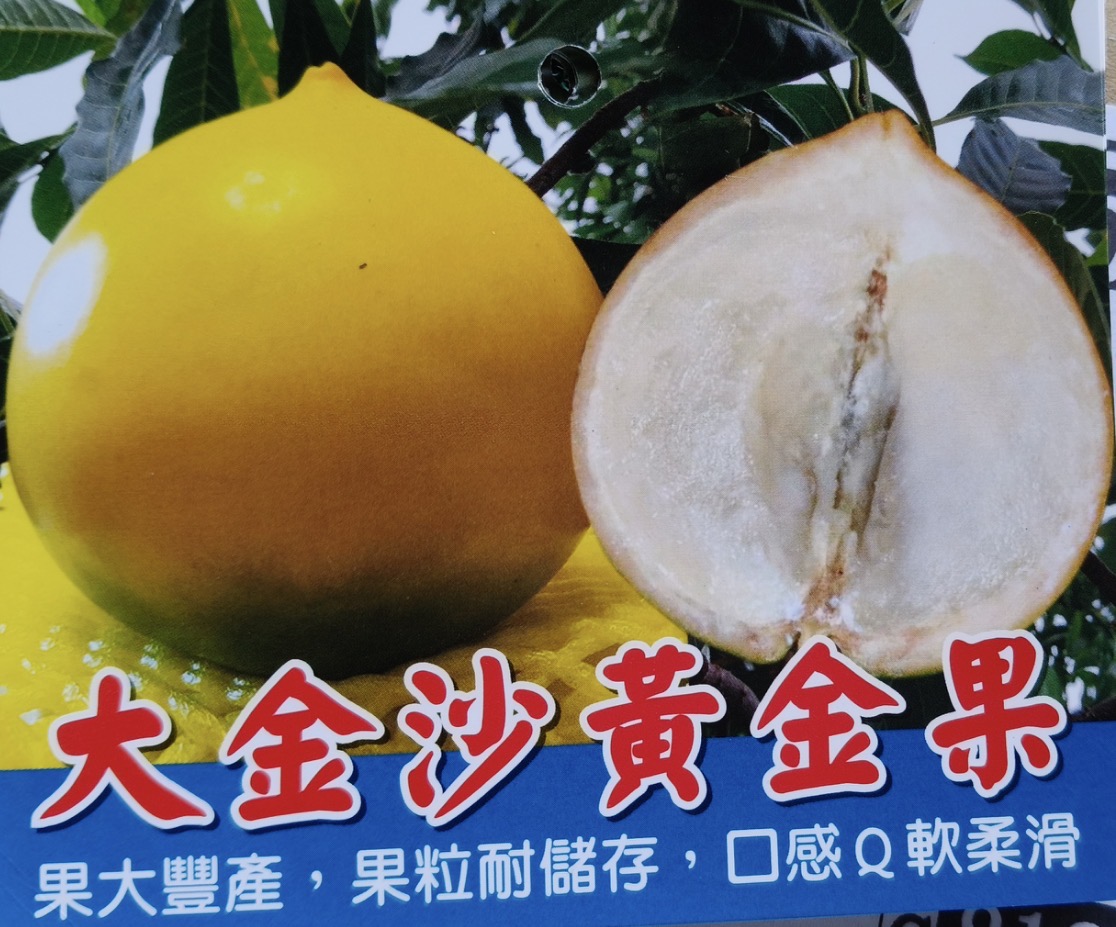 超希少品種「煌蜜黄金果」アビウ　一鉢限定 アビウ | 【上田熱帯果樹研究所】オンラインショップ