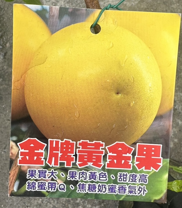 照年水蜜の苗 約120cm 実だくさん お勧め商品 | 【上田熱帯果樹研究所】オンラインショップ