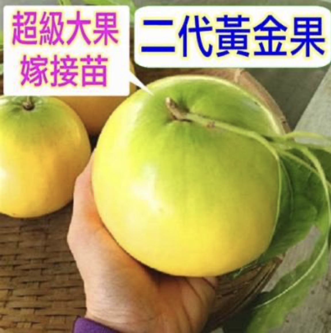 アビウ | 【上田熱帯果樹研究所】オンラインショップ